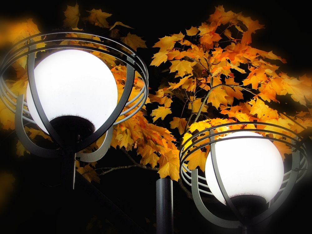 Клён и фонарь