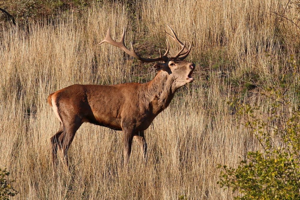 Бесстрашный рыцарь