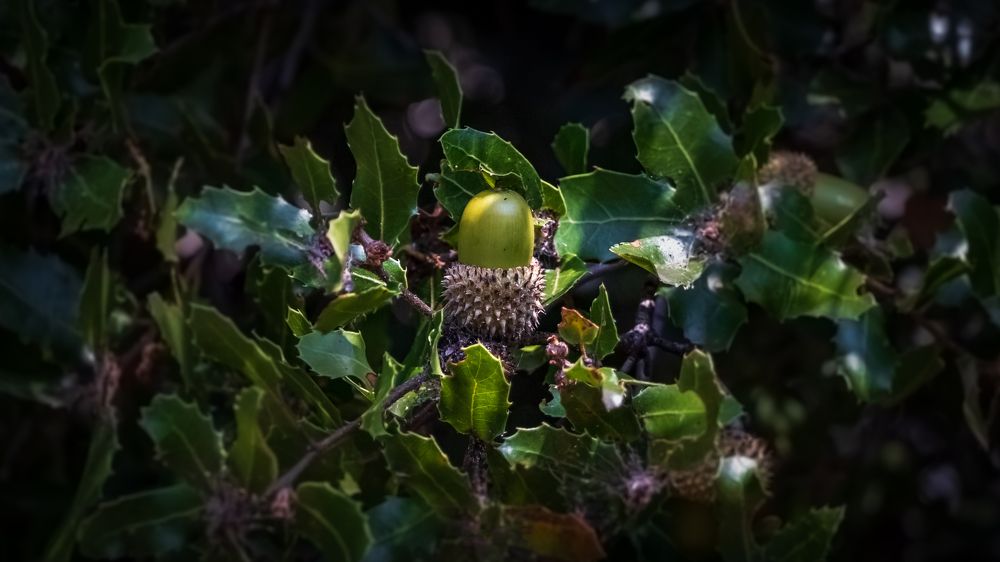 Дуб кермесовый