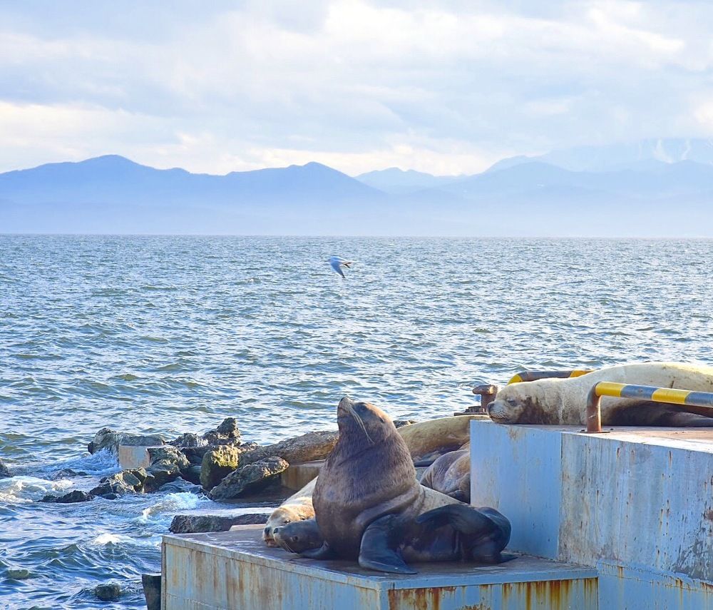 Послеполуденный отдых. Сивучи.