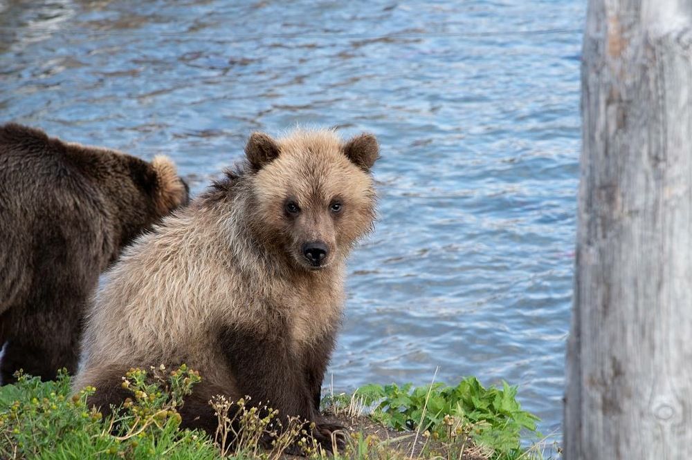Курильское озеро. Камчатка