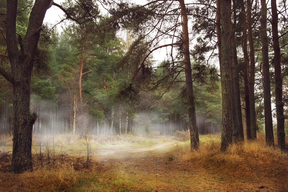 Сосновый бор в Ярославской области