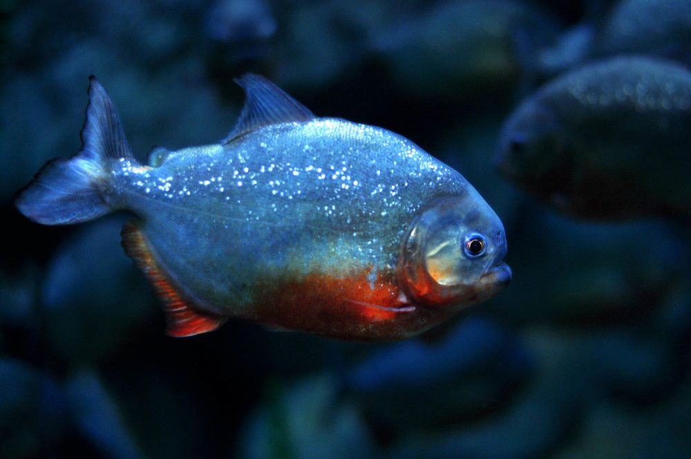 Пираньюшка