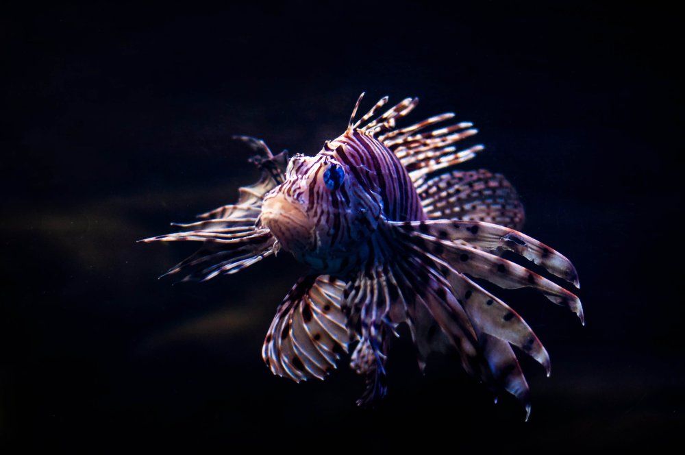 Синеглазка