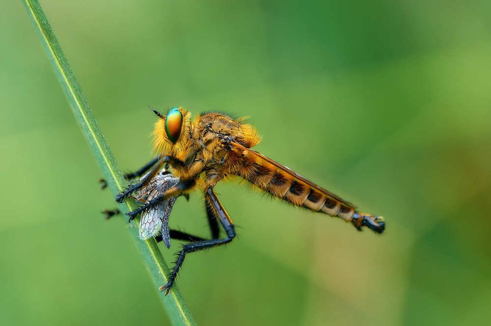 Robber fly