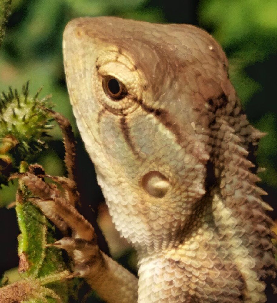 Garden lizard