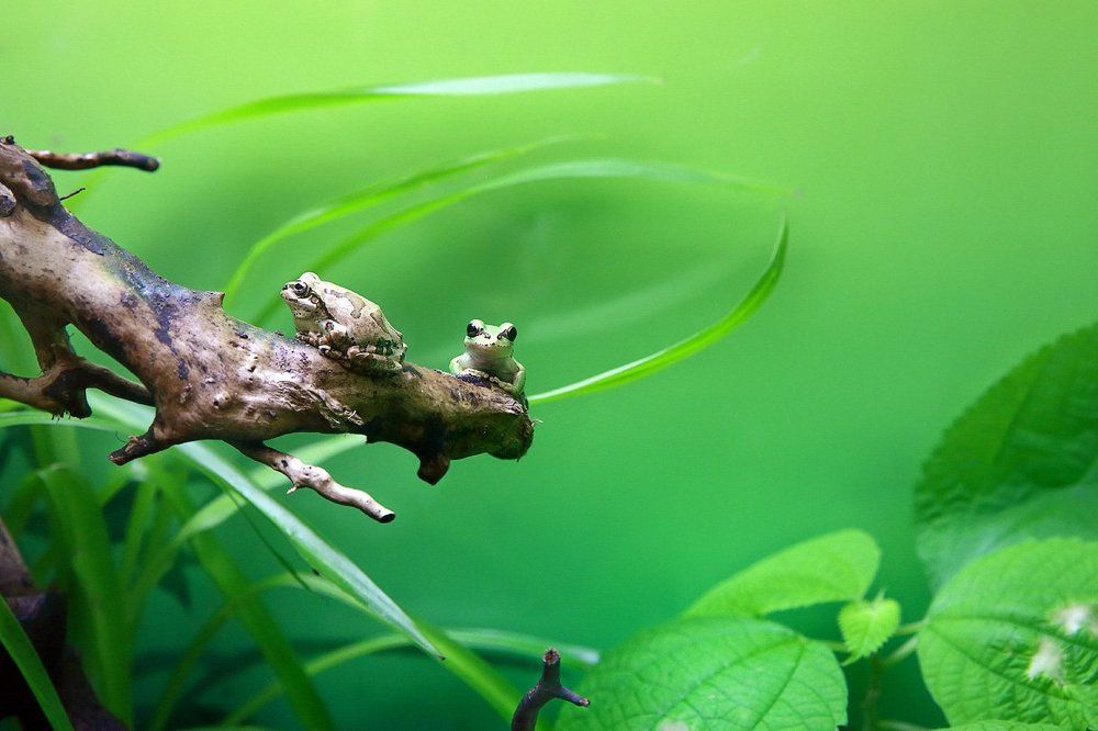 В одной очень зелёной-зелёной стране...