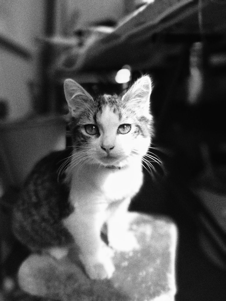 Домашний кот
