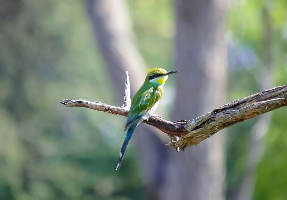 Bee Eater