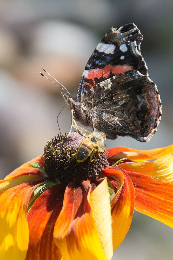 Пчелка и адмирал