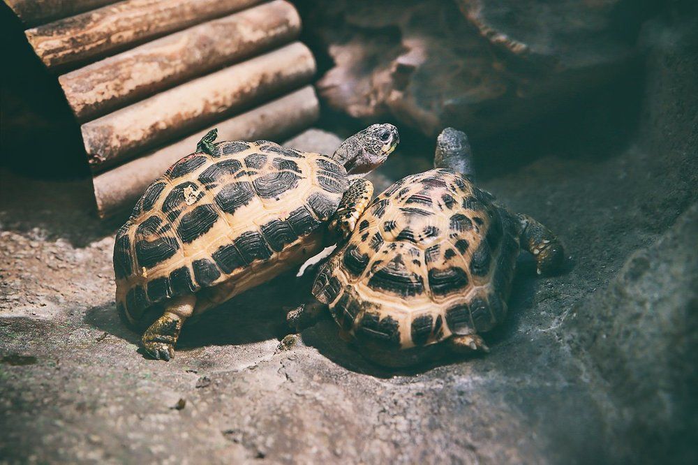 Неоконченный разговор