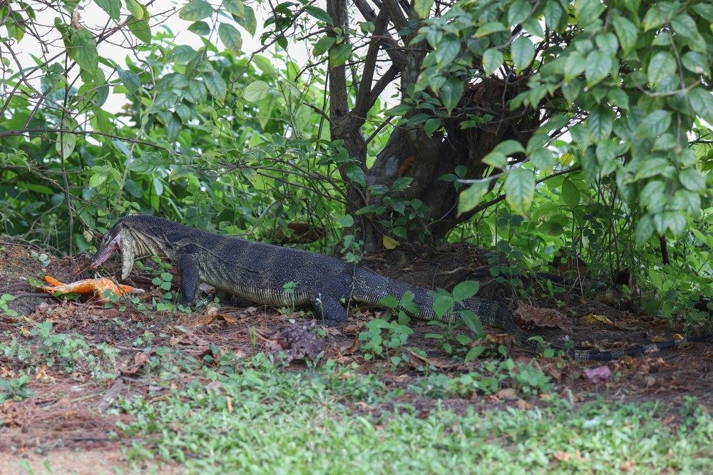 Варан и золотая рыбка