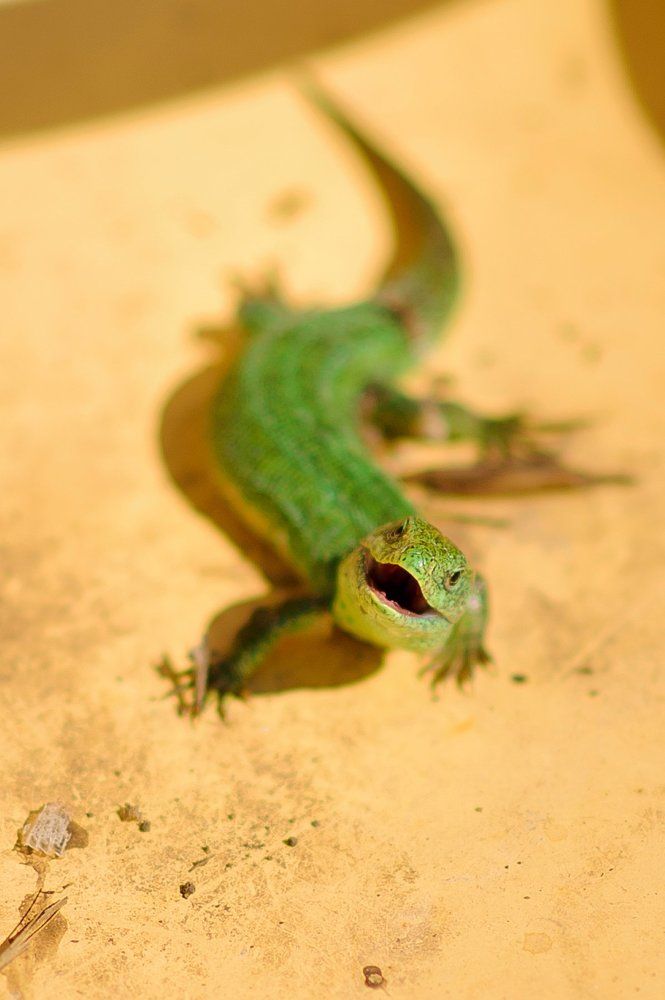 А когда фотографии отдадите?