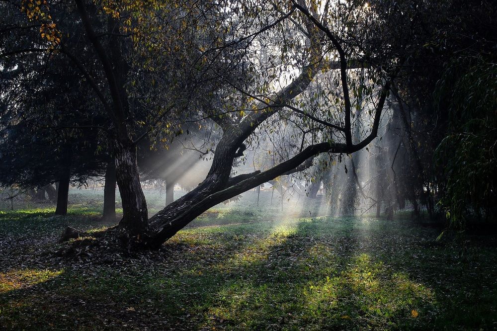 Туманное утро