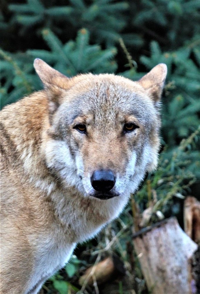 Grey Wolf