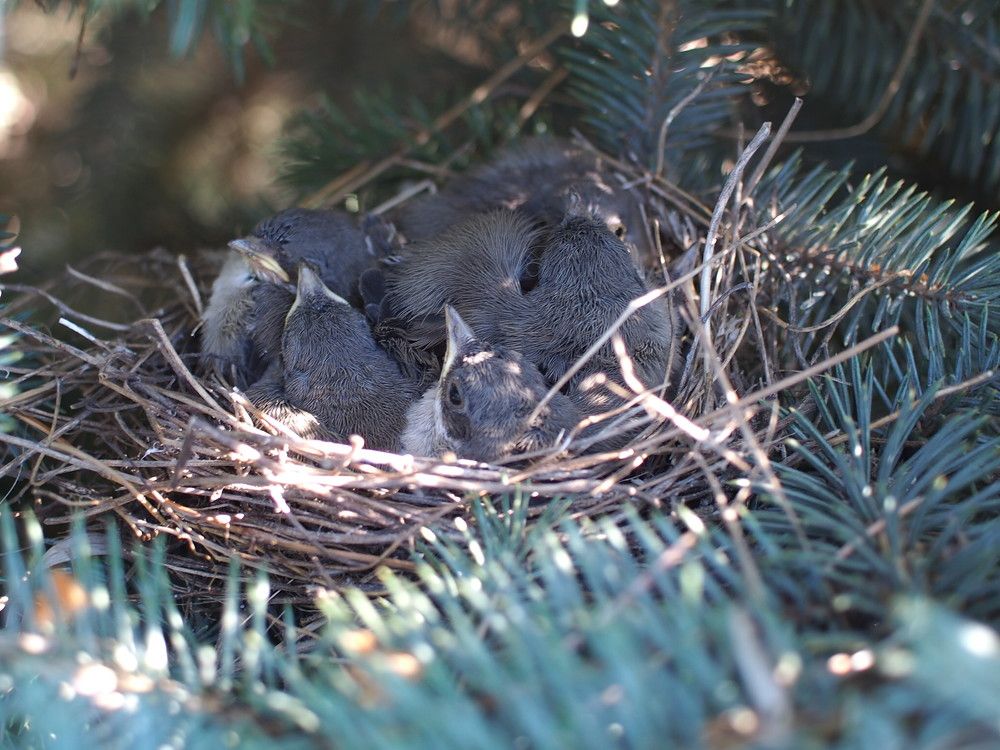 Выводок белой трясогуски