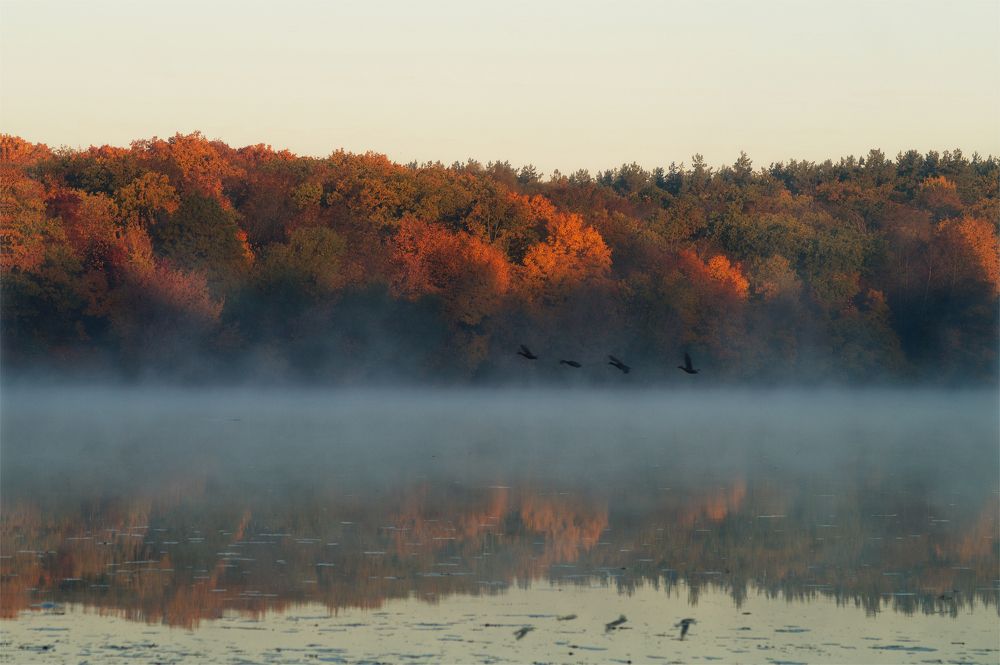 Туман над рекой