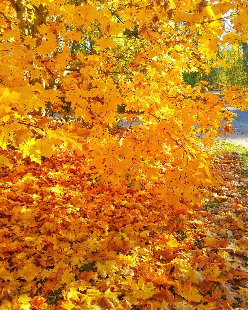 Осенний день