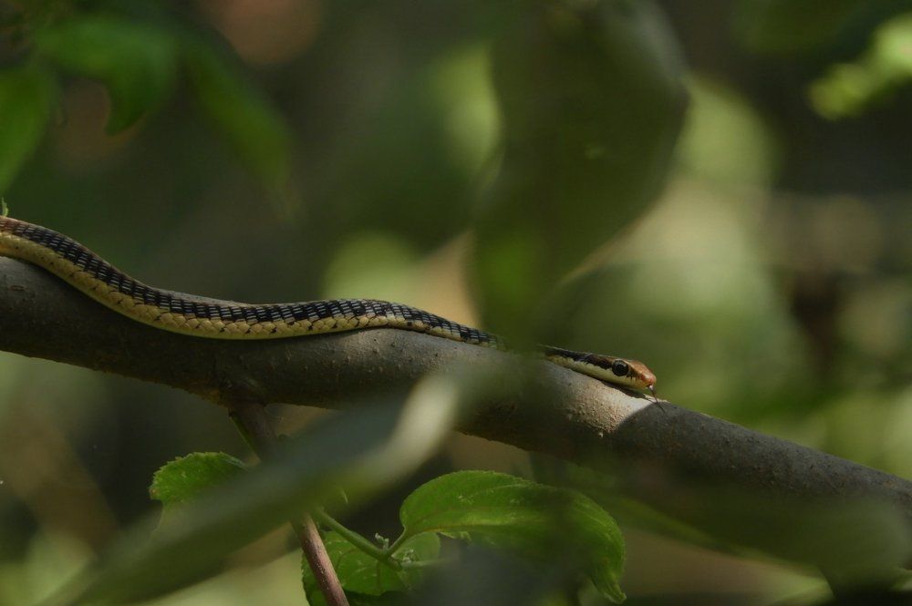 Brongeback Tree Snake
