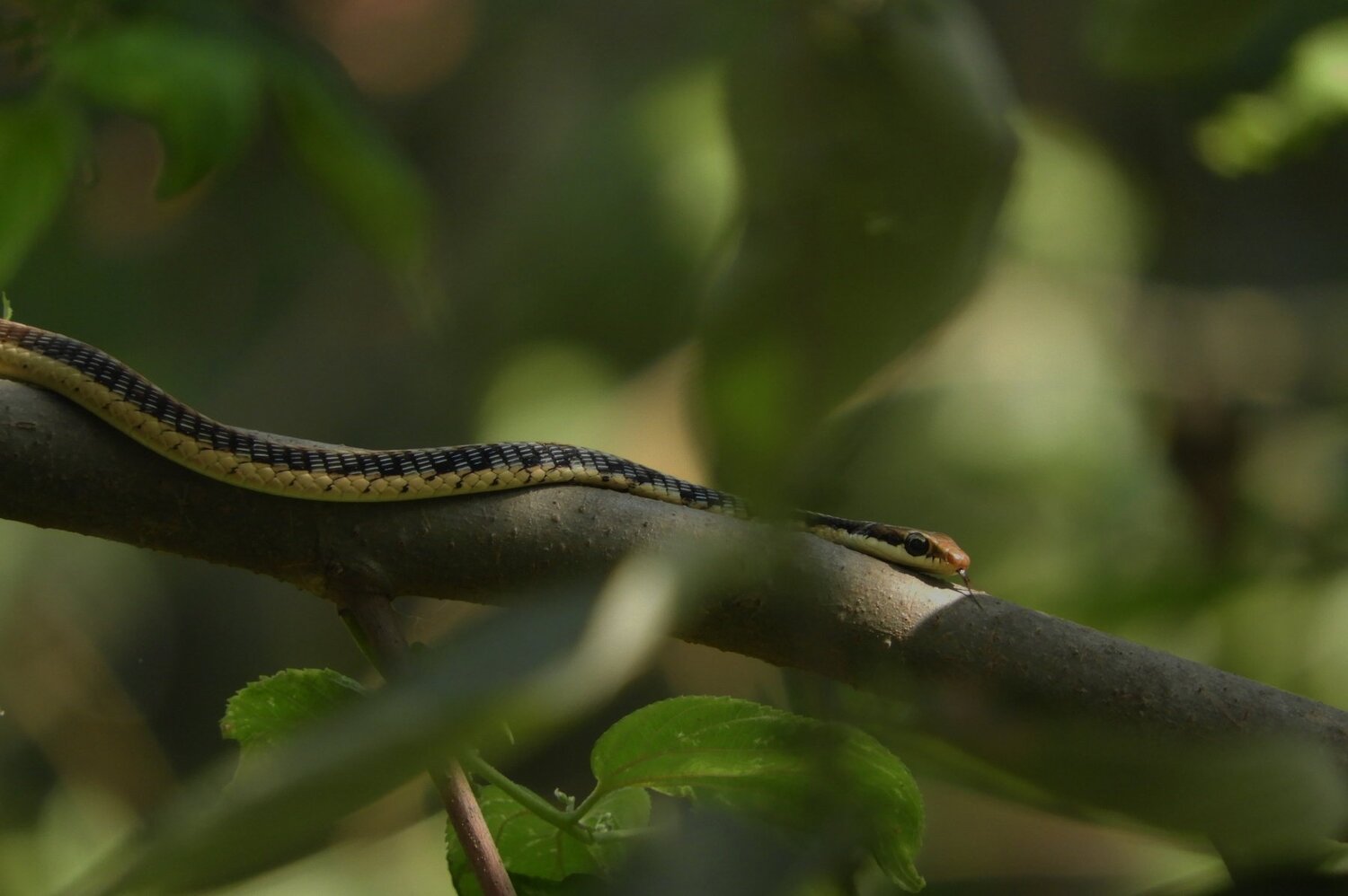 Brongeback Tree Snake