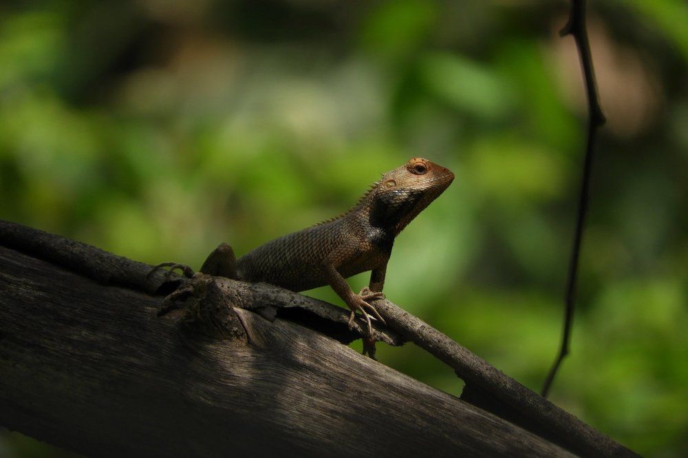 An Oriental Garden lizard