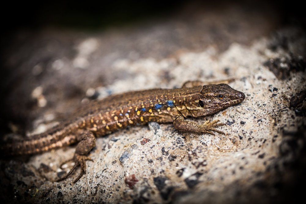 tizon lizard