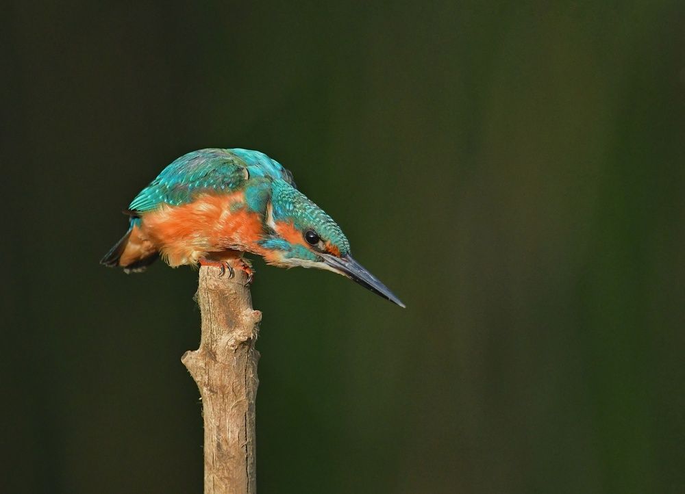 Common Kingfisher.