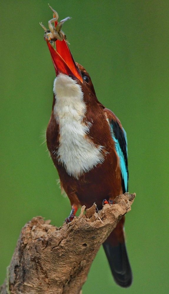 White Throated Kingfisher.