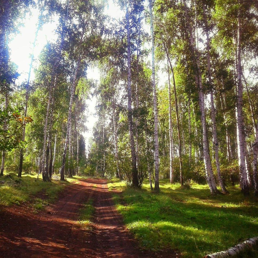 Лесная дорога