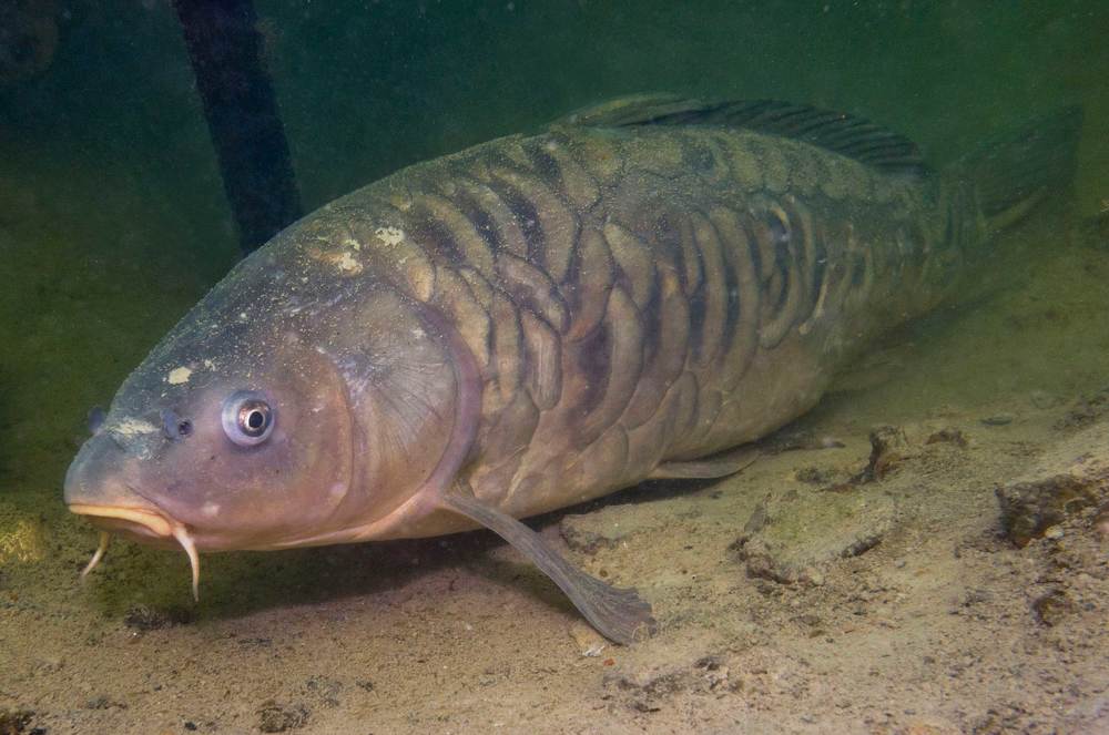 Карп в горном озере