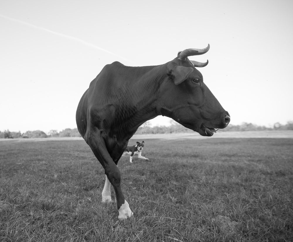 Изысканная корова