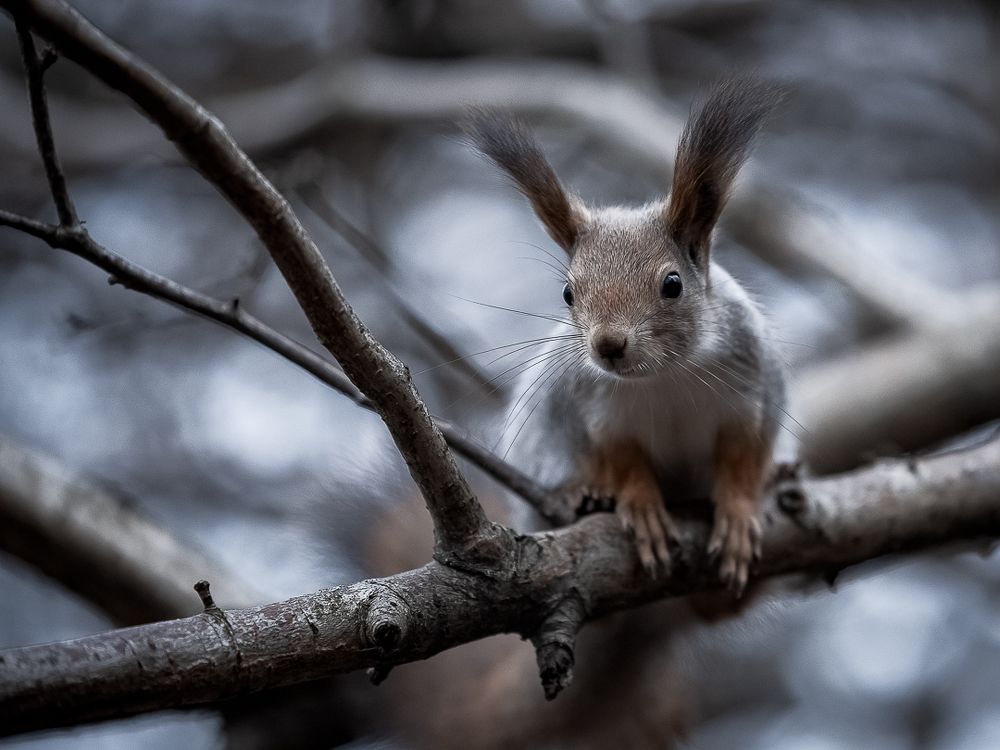 Photograph by Янсон Дмитрий