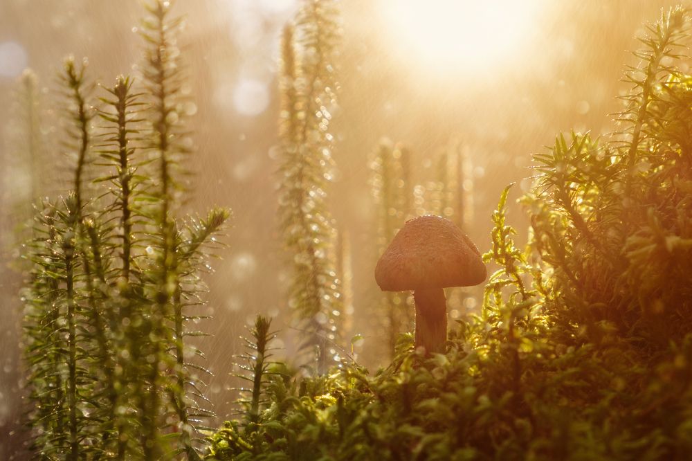 Грибной дождь