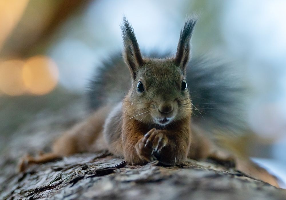 Гламурная красотка
