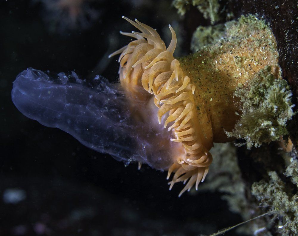 Anemone eats jellyfish