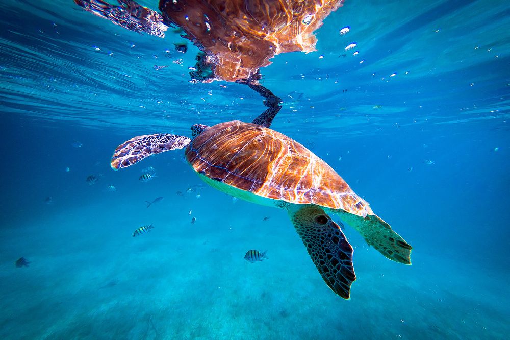 Новый товарищ