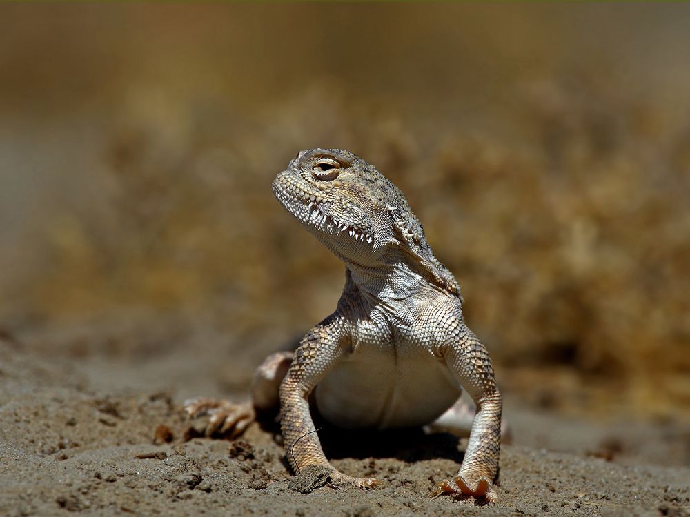 Карманный динозавр