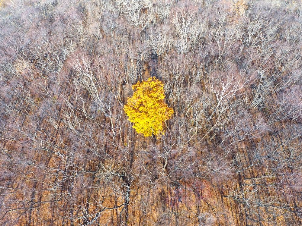 Индивидуальность. Individuality.