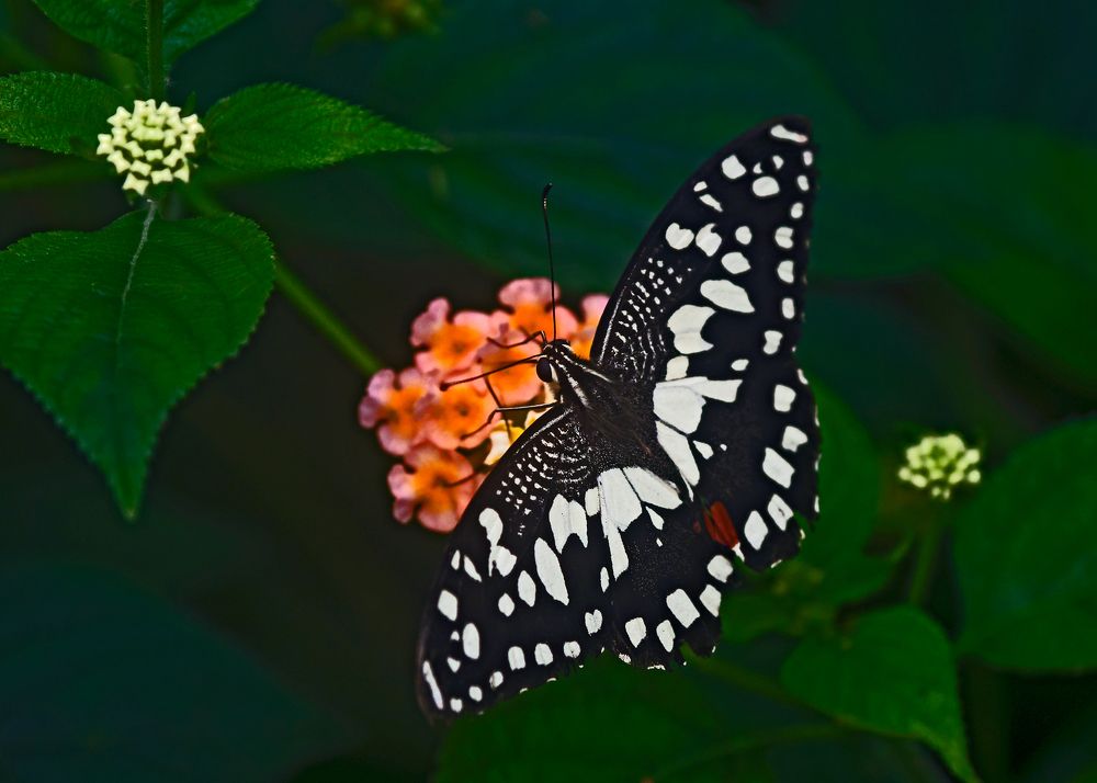 BUTTERFLY