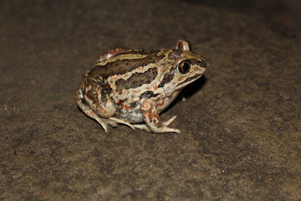 ночная жизнь