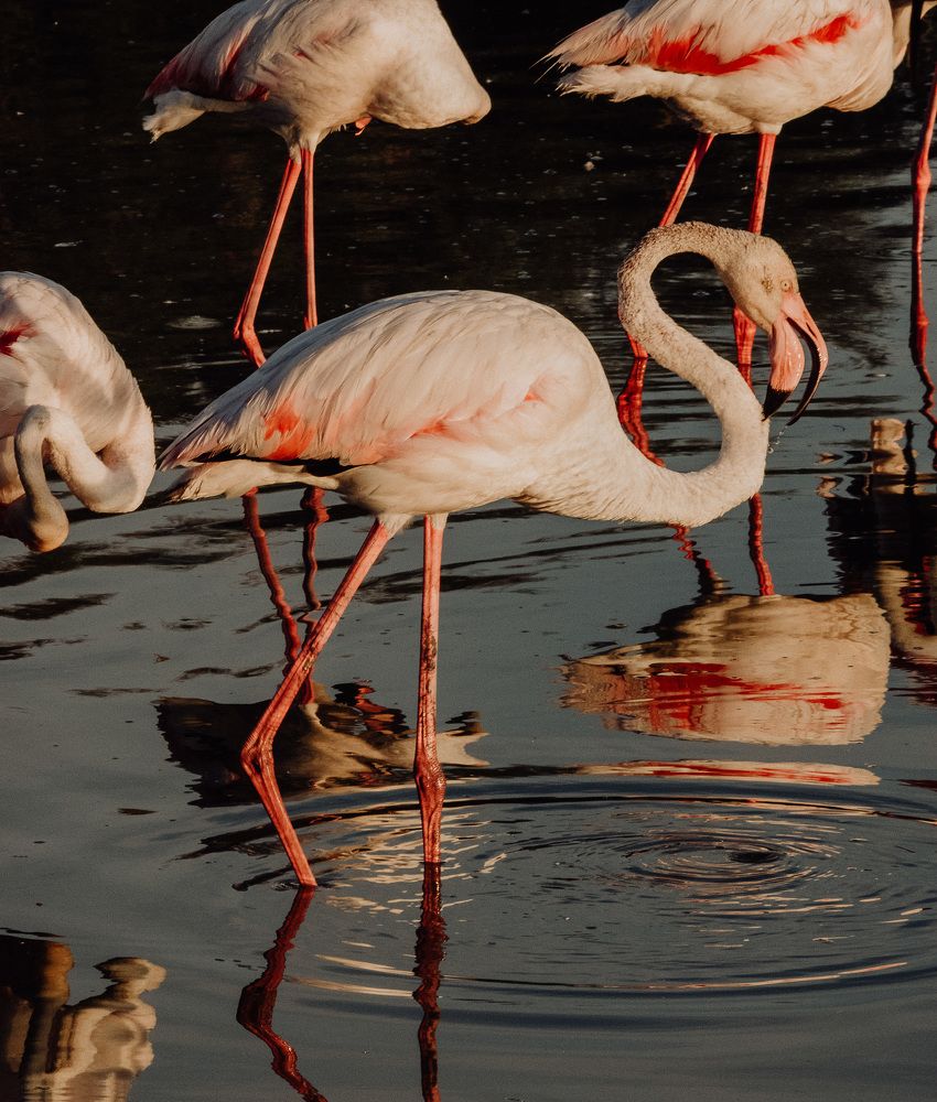 Фламинго