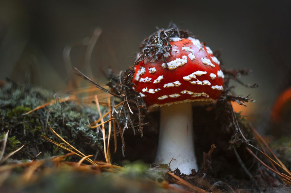 Красная Шапочка