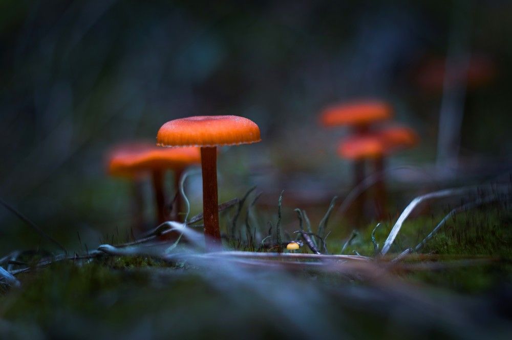 Лесная семейка.