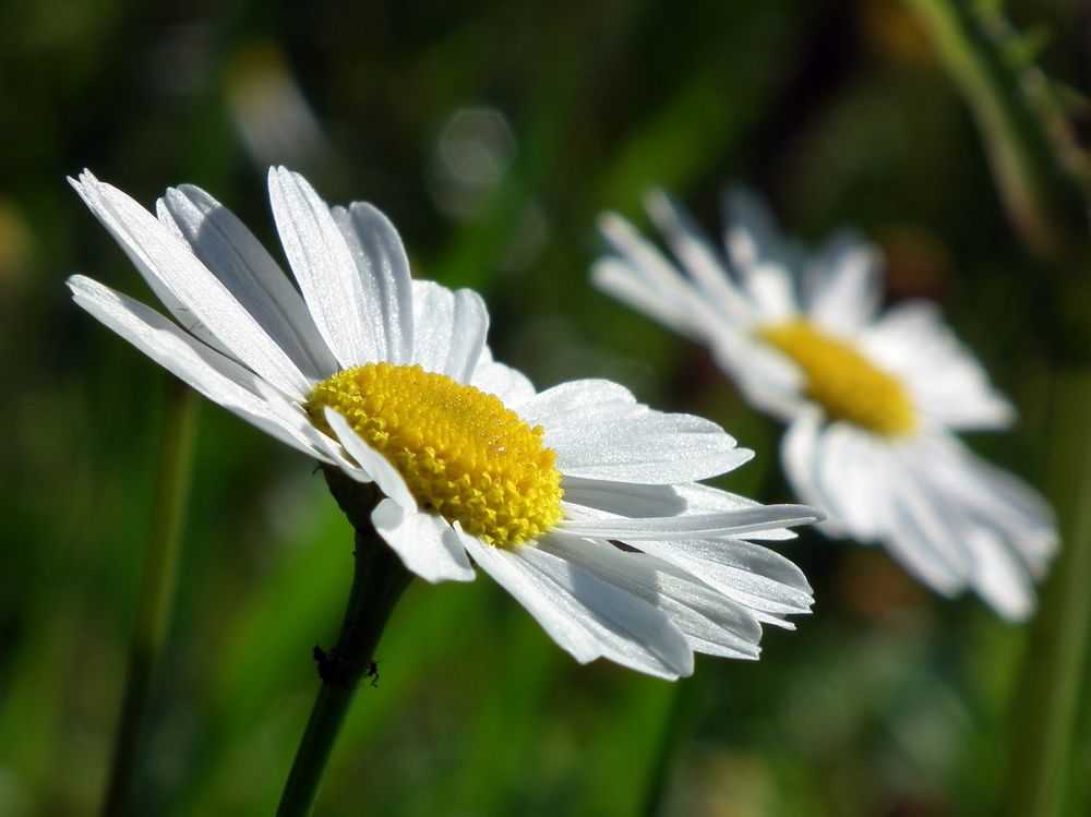Chamomile