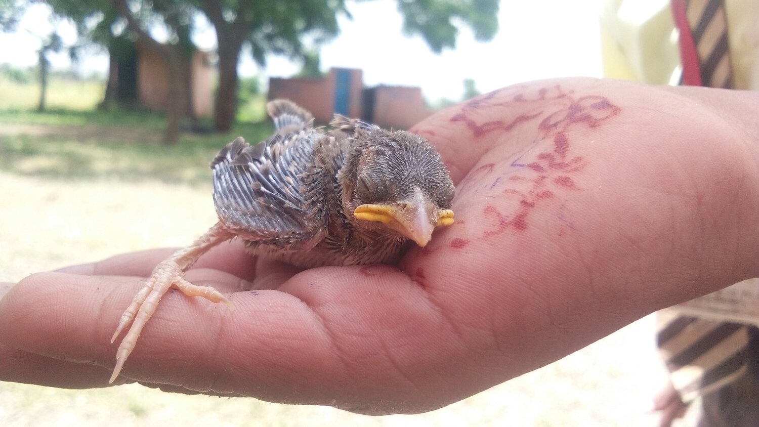 Baby sparrow