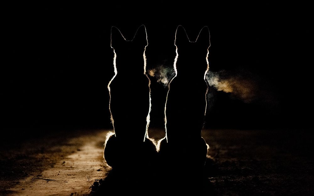 Ночные стражи