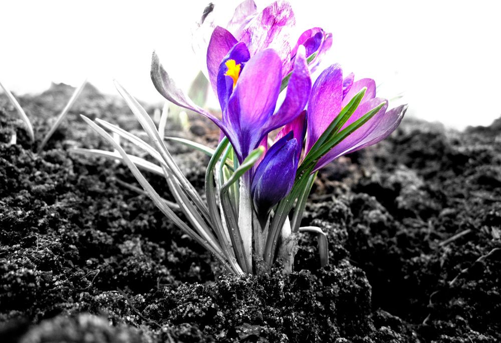 Photograph by Алина Лукащук