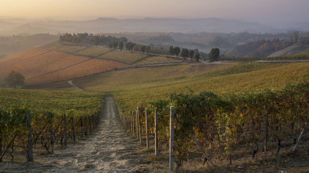 Sunrise on wineyards