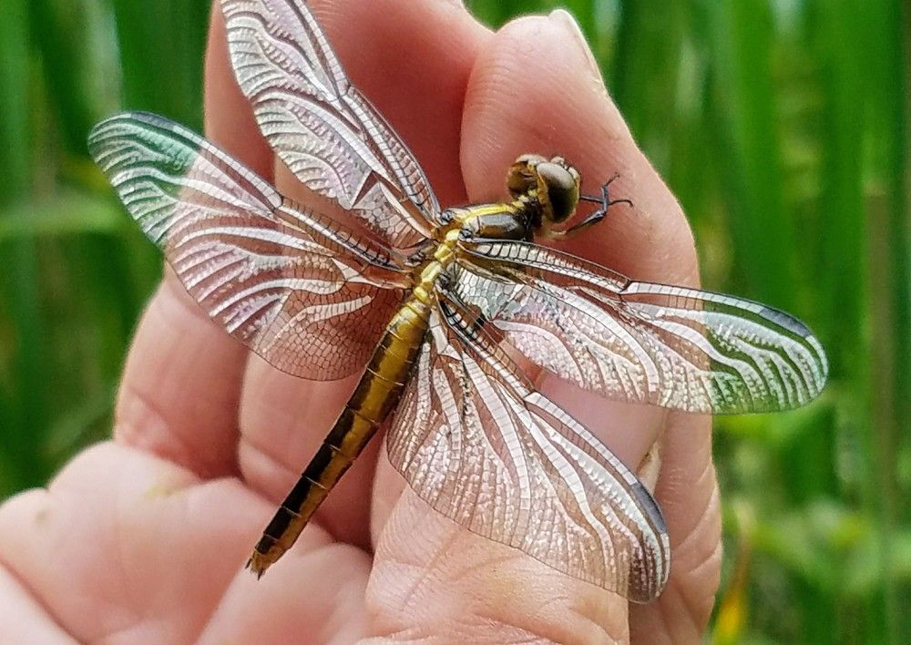 Sommer Libelle