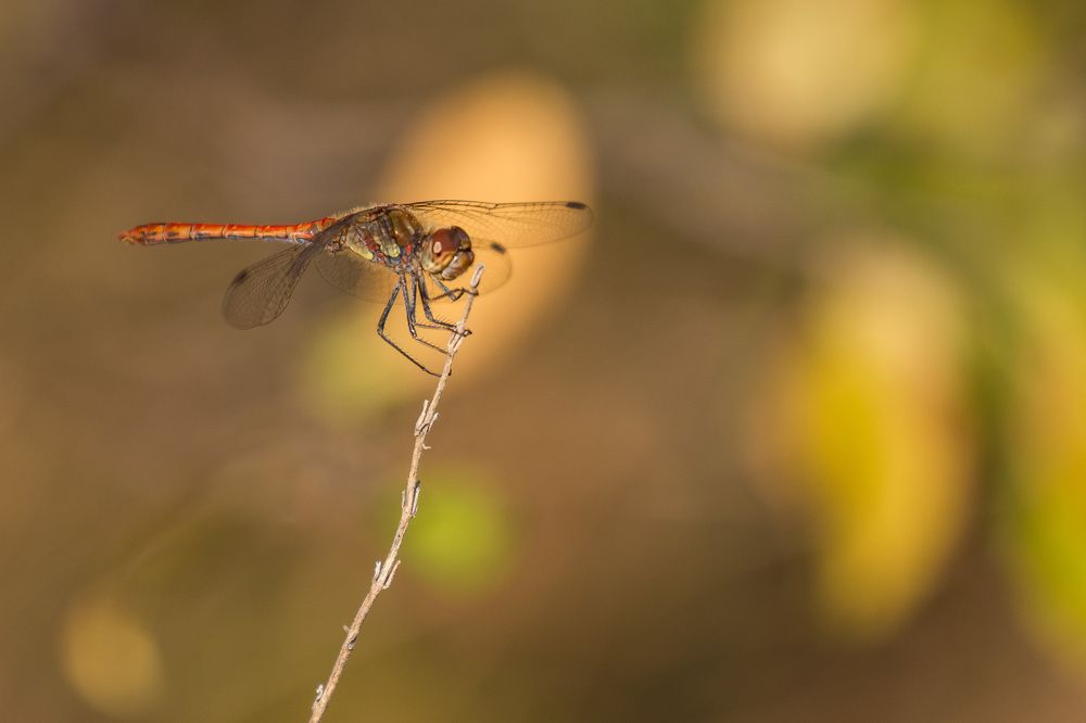 Фотография автора Максим Юрков